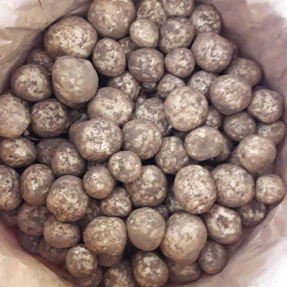 Boston Potatoes Boston Potatoes