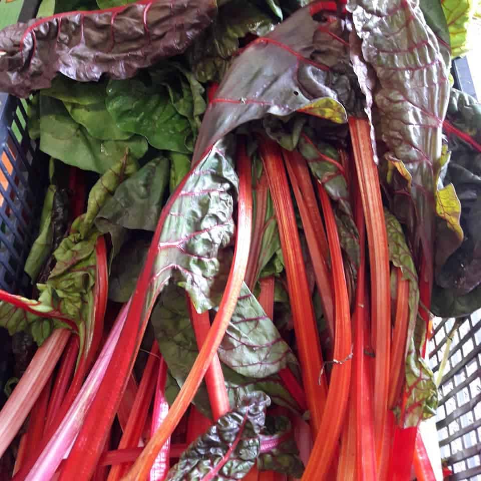 Rhubarb Rhubarb